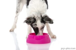 Żywienie border collie, jaka dieta jest najlepsza dla border collie?