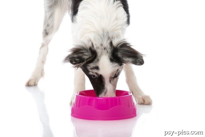 Żywienie border collie, jaka dieta jest najlepsza dla border collie?
