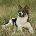 Pies z Bangkaew (Thai Bangkaew Dog)