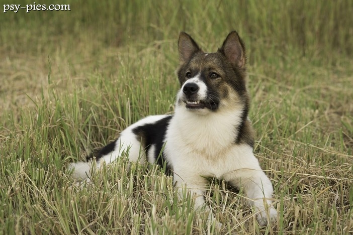 Pies z Bangkaew (Thai Bangkaew Dog)