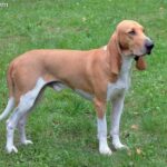 Gończy szwajcarski (Schweizer Laufhund)