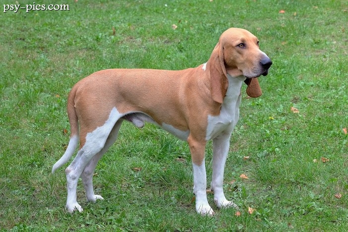 Gończy szwajcarski (Schweizer Laufhund)