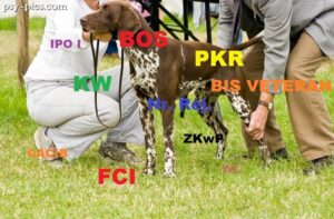 Skróty stosowane na wystawach psów rasowych w Polsce