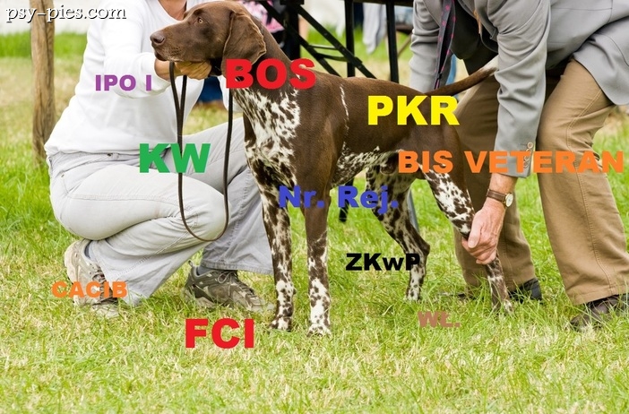 Skróty stosowane na wystawach psów rasowych w Polsce