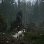 Owczarek grecki (Greek Shepherd)