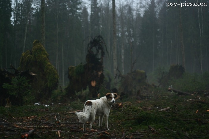Owczarek grecki (Greek Shepherd)