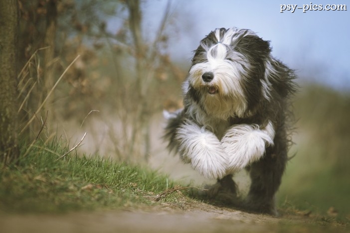 Historia Bearded Collie
