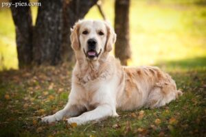 Historia Golden retrievera