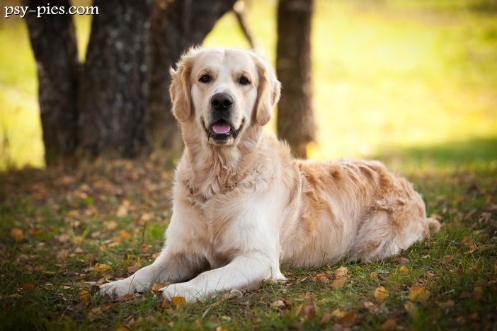 Historia Golden retrievera