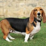 Basset artezyjsko-normandzki
