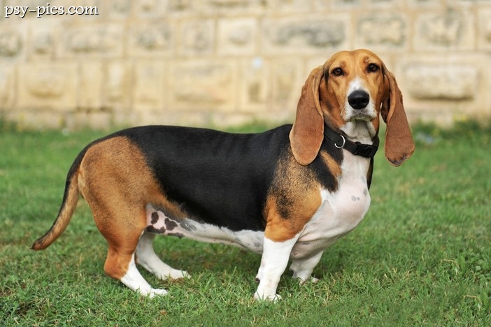 Basset artezyjsko-normandzki
