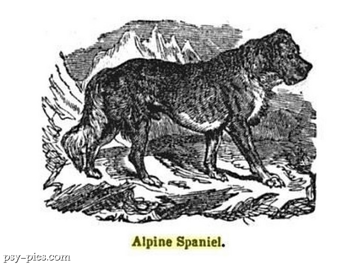Spaniel alpejski (Alpine Spaniel)