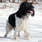 Spaniel rosyjski (Russian spaniel)