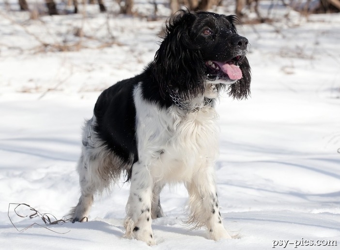 Spaniel rosyjski (Russian spaniel)