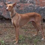 Podenco kanaryjski (Podenco Canario)