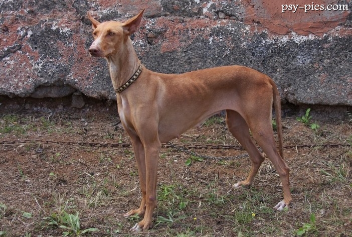 Podenco kanaryjski (Podenco Canario)