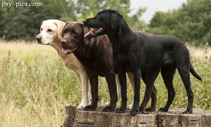 Umaszczenie Labradorów
