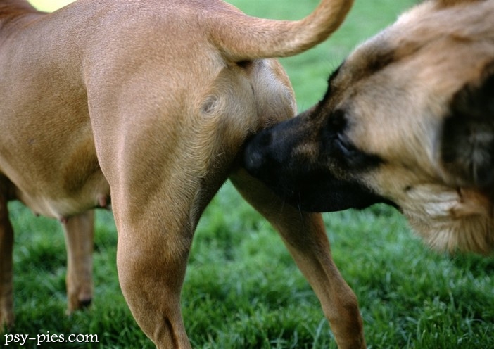 Ruja u suki