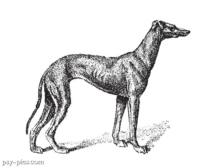 Charty czerkieskie (GORKA)