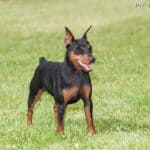 Pinczer miniaturowy (Zwergpinscher)