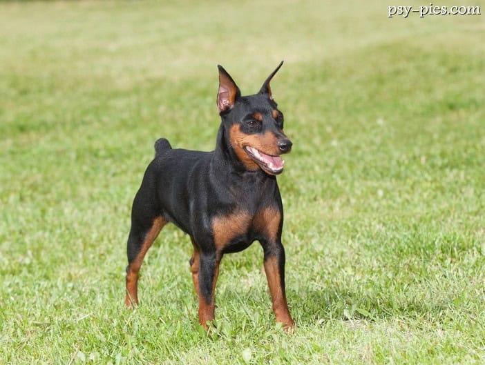 Pinczer miniaturowy (Zwergpinscher)