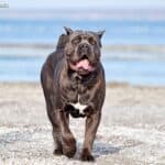 Cane corso italiano