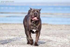 Cane corso italiano