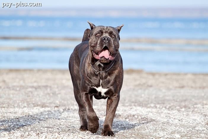 Cane corso italiano