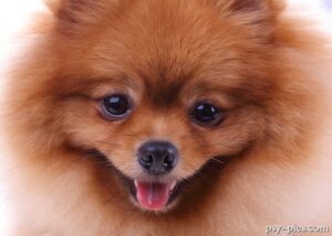 Choroby pomeranianów