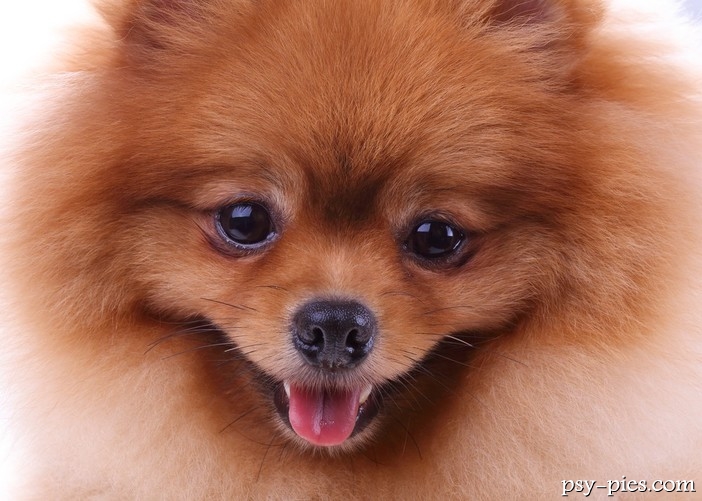Choroby pomeranianów