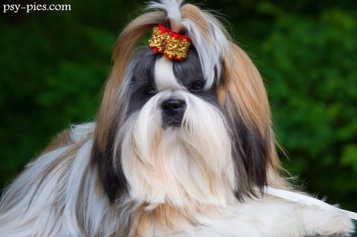 Shih tzu kompendium wiedzy