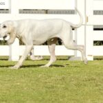 Porcelaine (Chien de Franche-Comte)