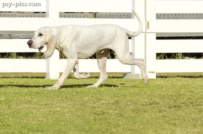Porcelaine (Chien de Franche-Comte)