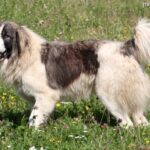 Pies pasterski z Bukowiny (Ciobanesc Romanesc de Bucovina)