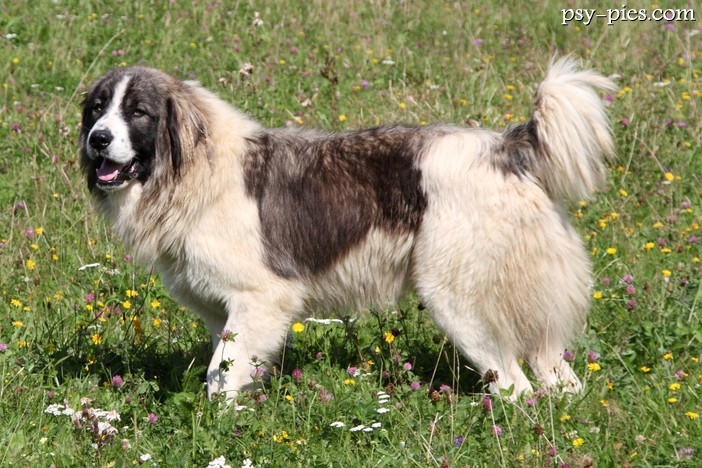 Pies pasterski z Bukowiny (Ciobanesc Romanesc de Bucovina)