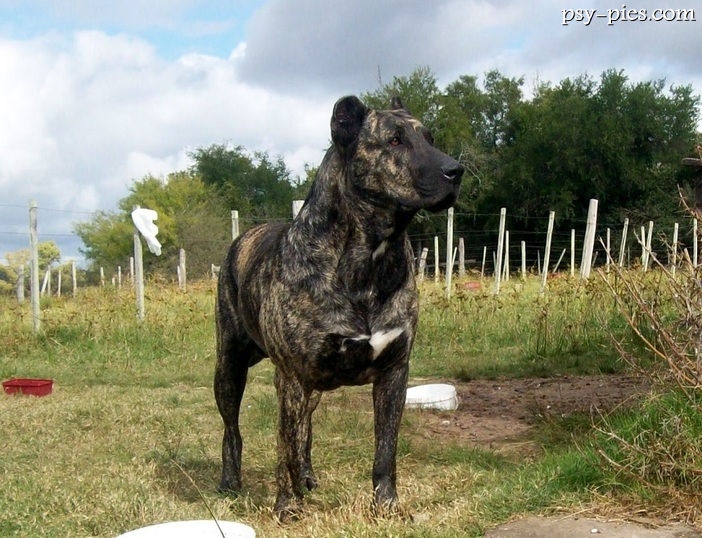 Cimarron Uruguayo (Uruguayan Cimarron)