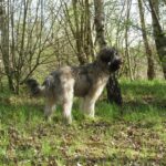 Owczarek kataloński (Catalan Sheepdog)