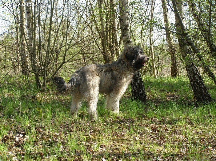 Owczarek kataloński (Catalan Sheepdog)
