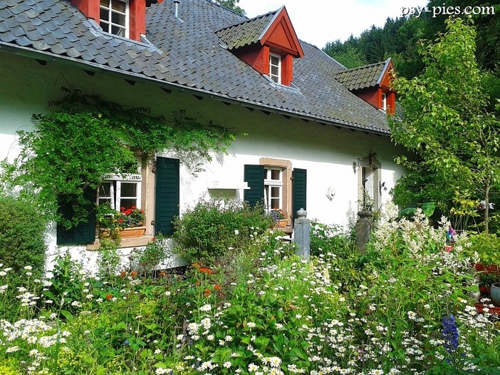 Rasy psów do domów z ogrodem