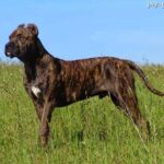 Alano Espanol (Perro de Presa Espanol)