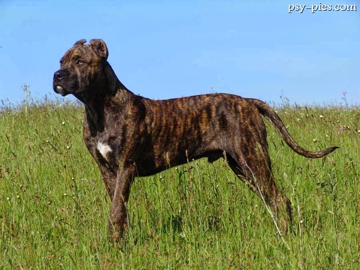Alano Espanol (Perro de Presa Espanol)