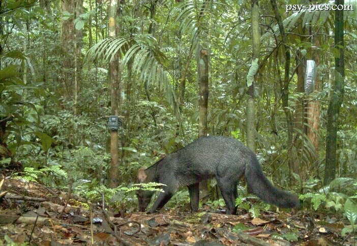 Wilczek krótkouchy (Atelocynus microtis)