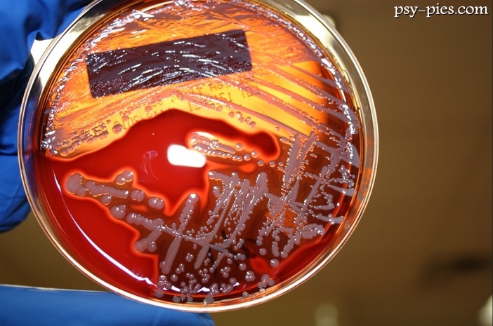 Gronkowiec u psa objawy i leczenie