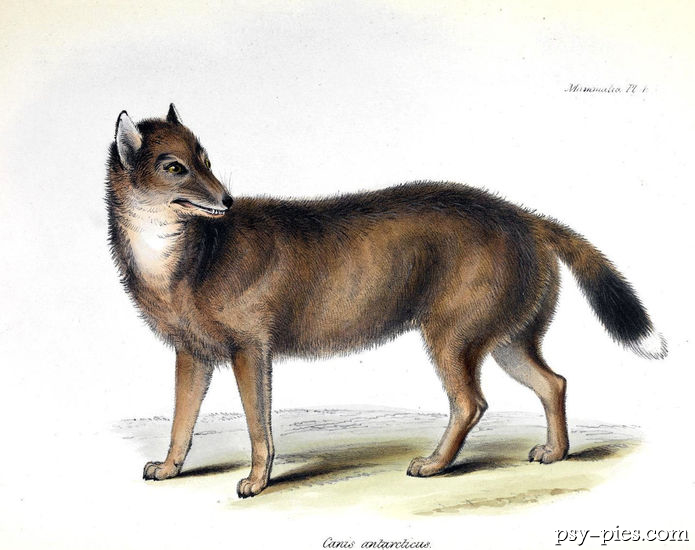 Wilk falklandzki (Dusicyon australis)
