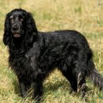Niebieski spaniel pikardyjski (Blue Picardy Spaniel)
