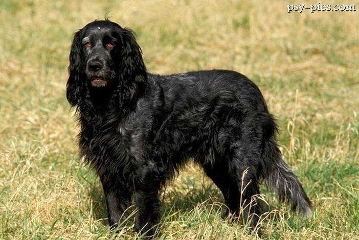 Niebieski spaniel pikardyjski (Blue Picardy Spaniel)