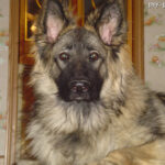 Owczarek Shiloh (Shiloh shepherd Dog)
