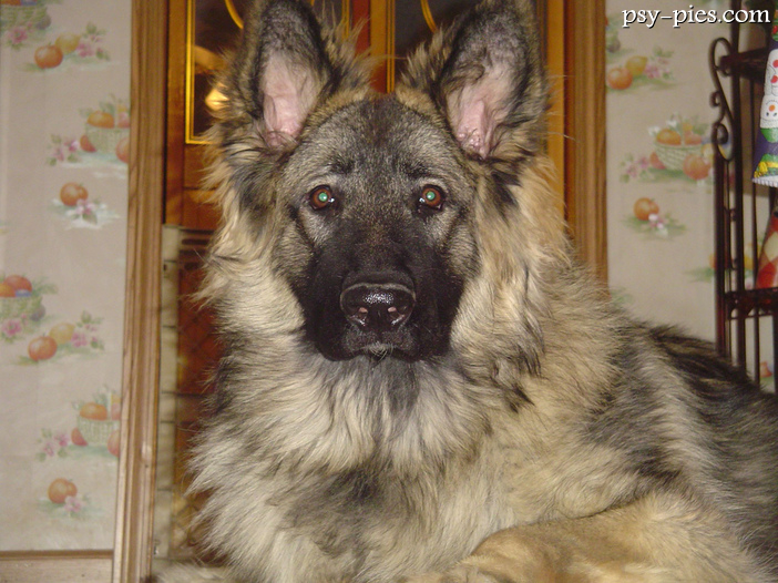 Owczarek Shiloh (Shiloh shepherd Dog)