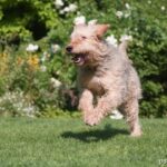 Otterhound (pies na wydry)