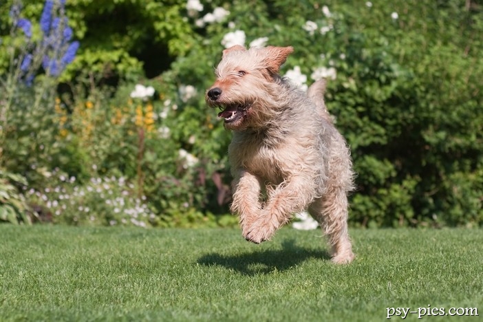Otterhound (pies na wydry)